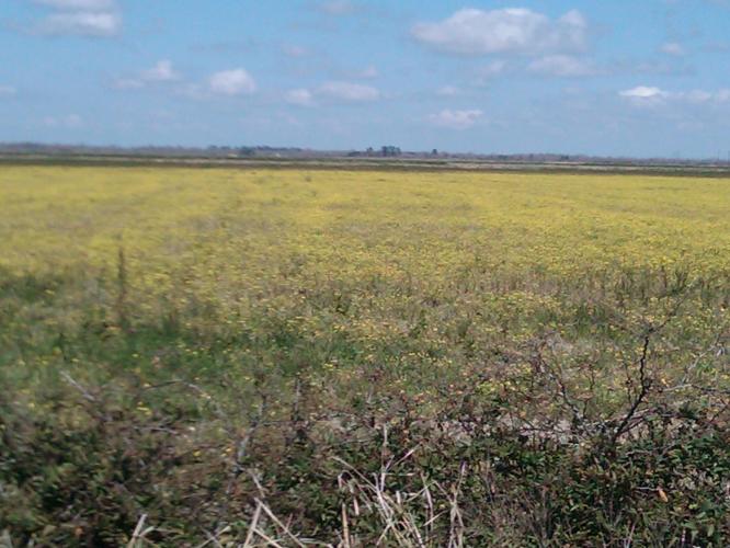 open field sky