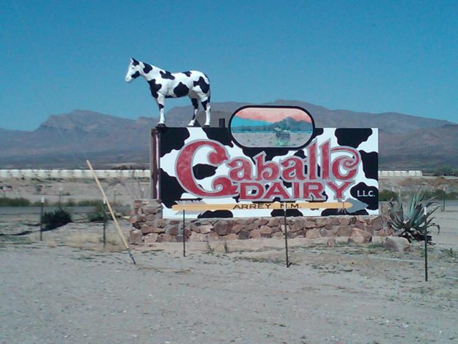 Horse in cow's clothing.