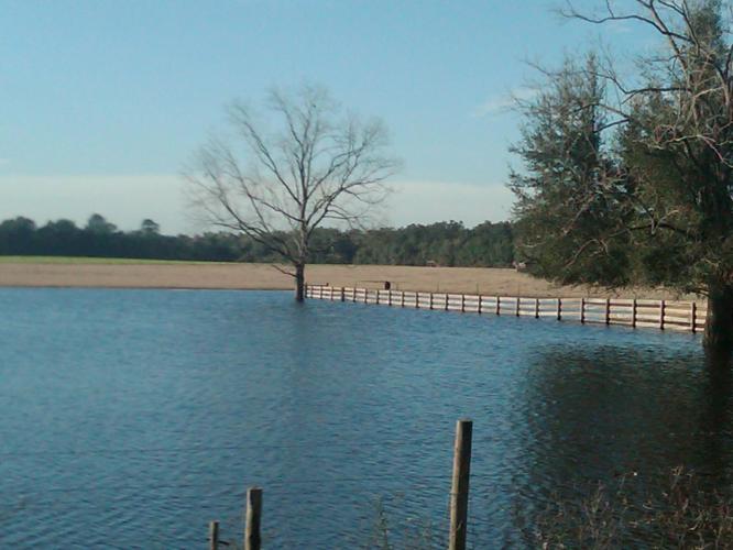 Lake. Fence. Tree.