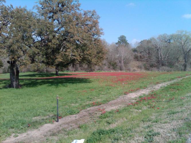 Wildflowers startin to bloom.